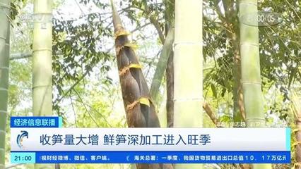 春筍搶"鮮"上市!工廠收筍量大漲 鮮筍深加工進入旺季→