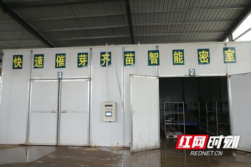 益陽(yáng)赫山 工廠(chǎng)化育秧助力春耕