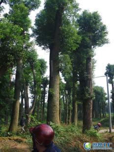 供應(yīng)3000畝15至50公分湖南益陽(yáng)香樟樹——優(yōu)質(zhì)農(nóng)副產(chǎn)品選擇